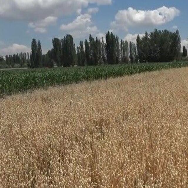 Niğde'de buğdayı kuraklığın ardından aşırı yağış vurdu