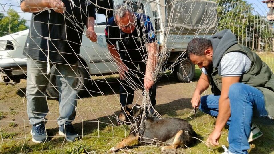 Sokak köpeği için seferberlik