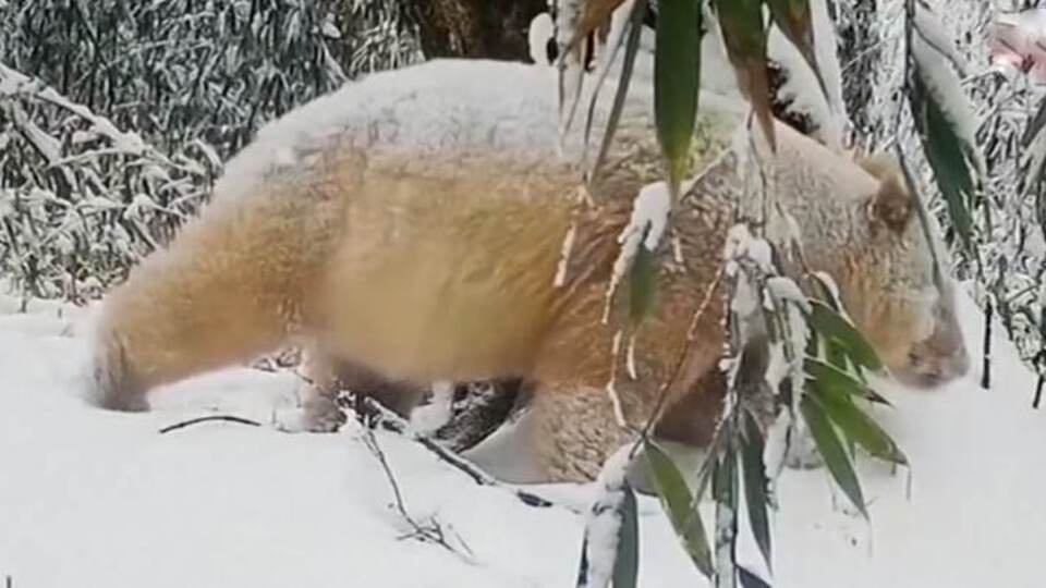 Dünyanın tek beyaz pandası görüntülendi!