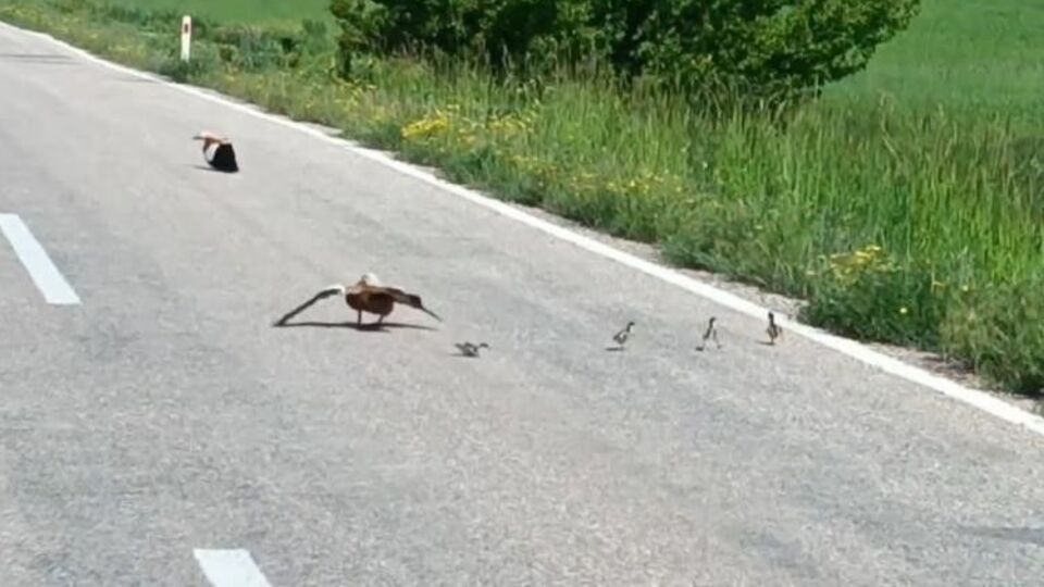 Sakat taklidi yaparak yavrularını korudular!