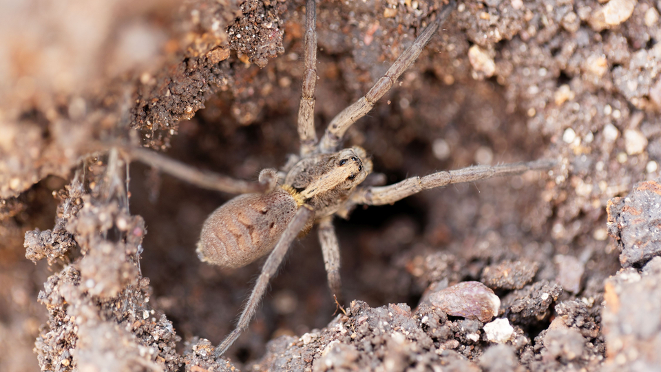 Türünün en ölümcülleri arasında... Zehriyle ilgili ilginç tespit