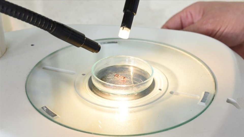 Kene uyarısı: Üzerine çamaşır suyu dökmeyin