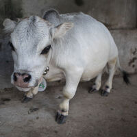 Dünyanın en küçük ineği Rani sadece 50 santim!