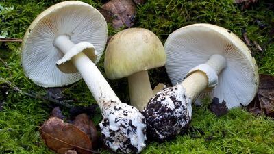 1 ölü, 3 yoğun bakım! Mantar!