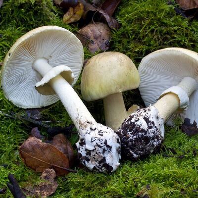 1 ölü, 3 yoğun bakım! Mantar!