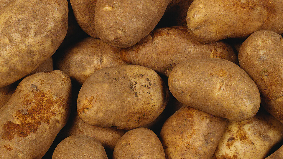 İstanbul'da en çok patatesin fiyatı arttı