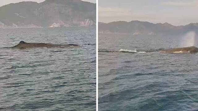 Marmaris açıklarında balina sürprizi