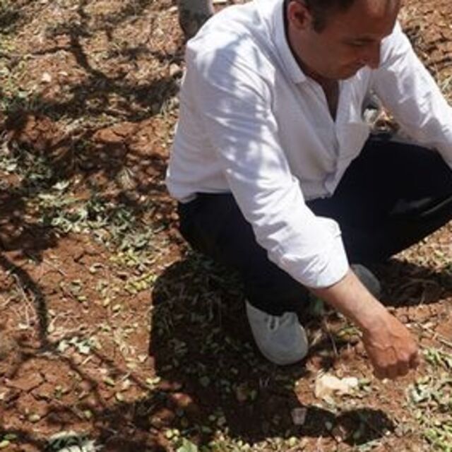 "Yeşil altın"a dolu darbesi!