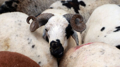 Besicilere Kurban Bayramı öncesi 'karantina' uyarısı