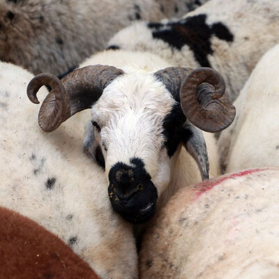 Besicilere Kurban Bayramı öncesi 'karantina' uyarısı