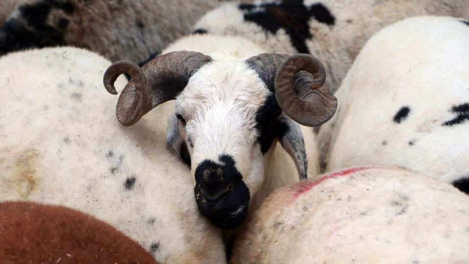 Besicilere Kurban Bayramı öncesi 'karantina' uyarısı