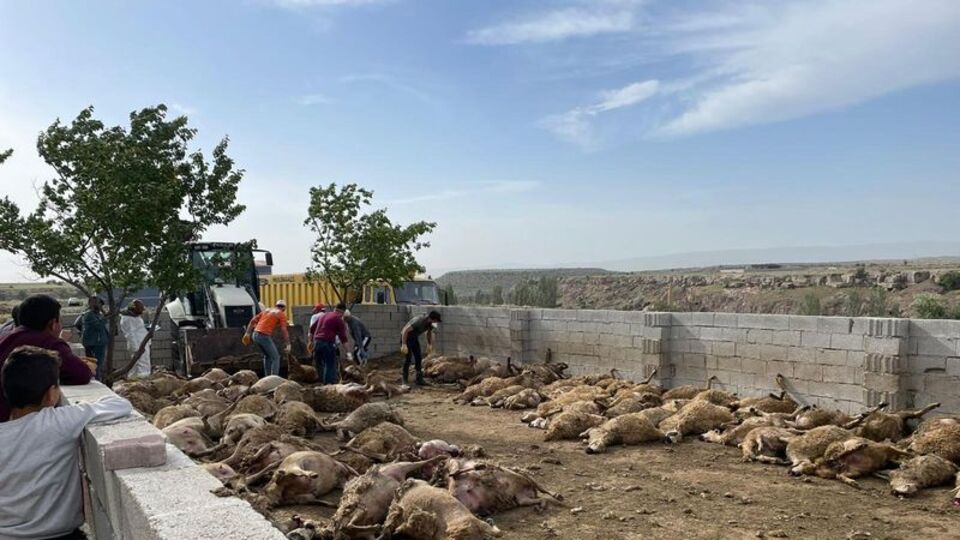 Ahıra giren kurtlar 170 küçükbaş hayvanı öldürdü