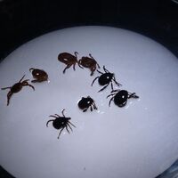 Kene kâbusuna bir kurban daha!