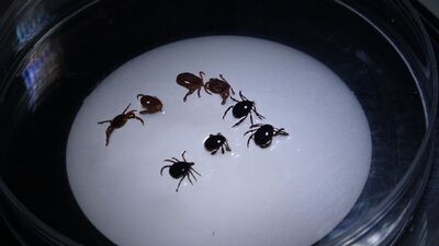 Kene kâbusuna bir kurban daha!