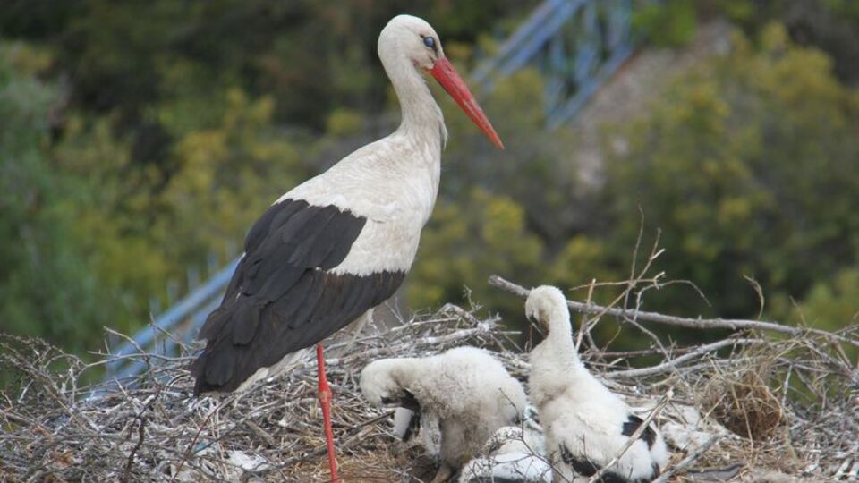 Besin çeşitliliği artan leyleklerin popülasyonu yükseldi