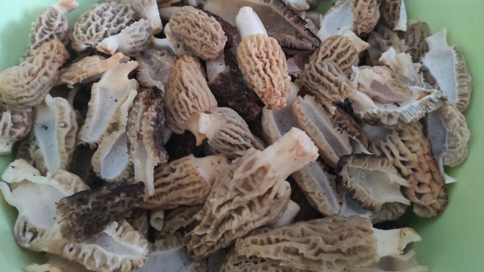 Mantar yiyen 13 kişi zehirlendi!