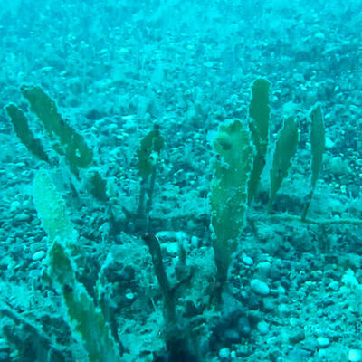 Dikkat! Marmara'da tespit edildi! Karadeniz'e yayılabilir! Katil yosun!