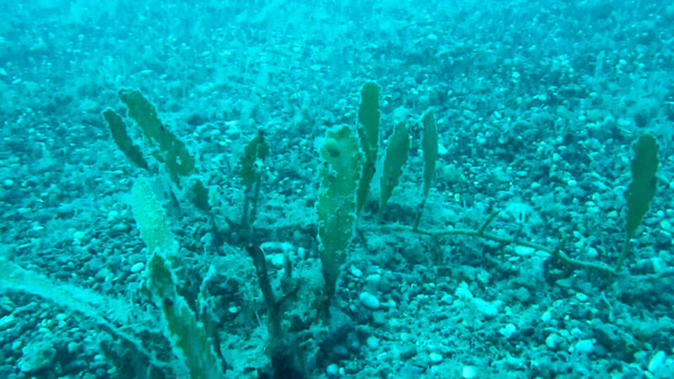 Dikkat! Marmara'da tespit edildi! Karadeniz'e yayılabilir! Katil yosun!