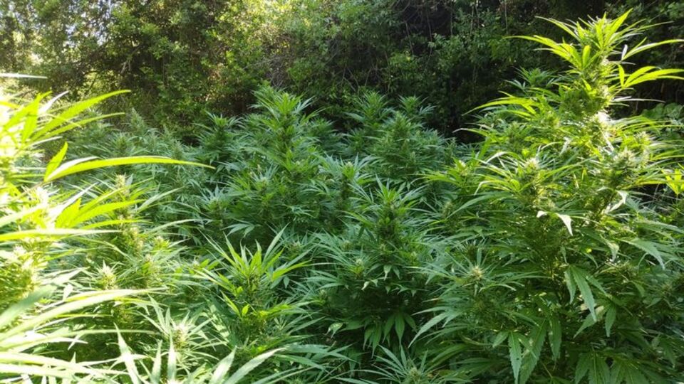 Zeytin bahçesinde 80 kök kenevir ele geçirildi