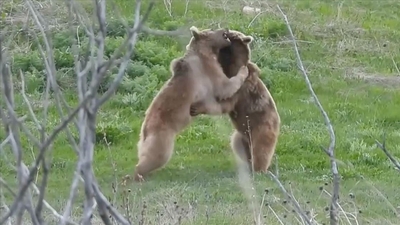 İki yiğit çıktı meydane