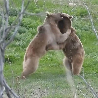 İki yiğit çıktı meydane