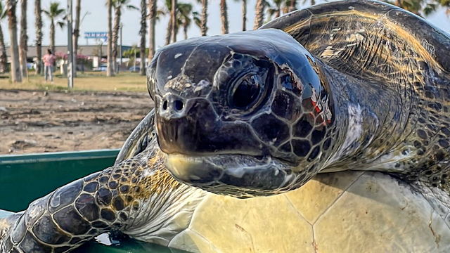 2 yeşil deniz kaplumbağası denize bırakıldı