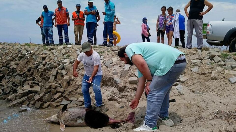 Ölü yunuslar sahile vurdu