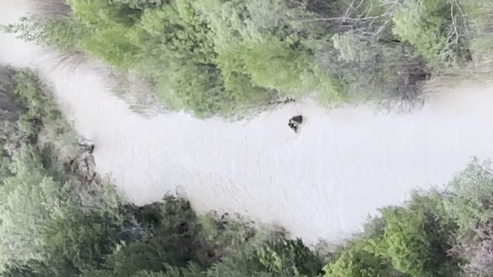 Ayının yavrusunu ağzına alıp nehirden geçirdiği anlar kamerada