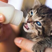 Kedileri sütle beslemek ne kadar doğru?