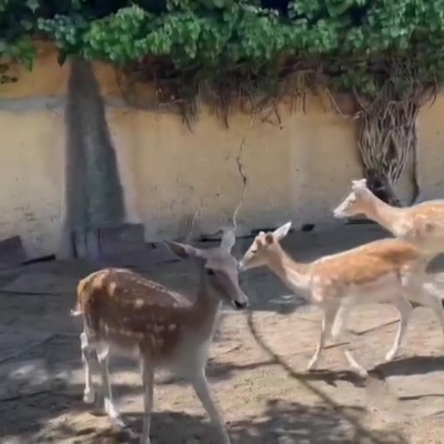Yabani geyik ve tavus kuşları besleyen kişi hakkında adli işlem yapıldı