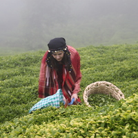 Çay ihracatında yüzde 52'lik artış