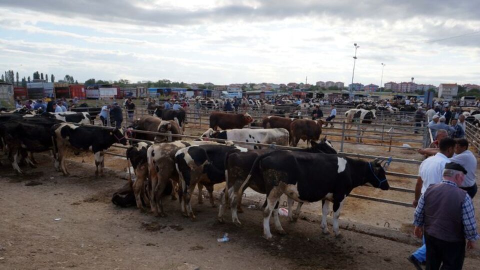 Trakya'nın en büyük canlı hayvan pazarı yenilenecek
