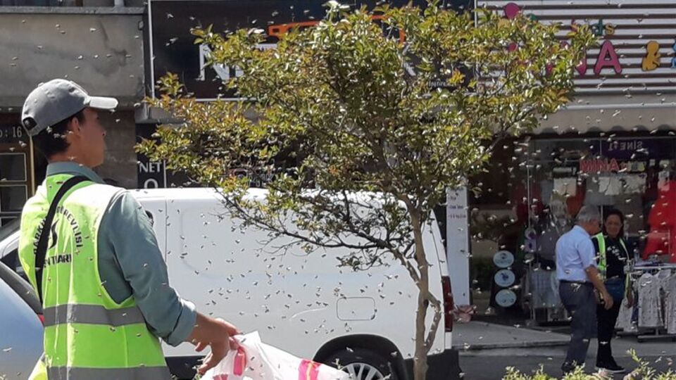 'Oğul verme' döneminde çoğaldılar! İstanbul'da arı paniği!