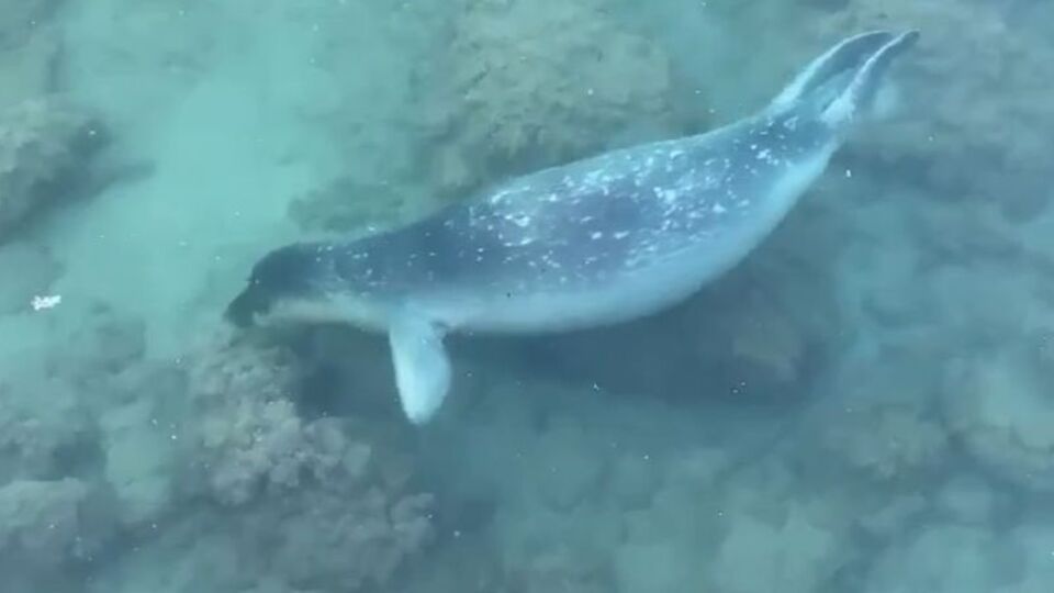 Akdeniz foku sahil kenarında kendini gösterdi