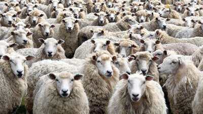 Türkiye hayvan varlığında Avrupa lideri