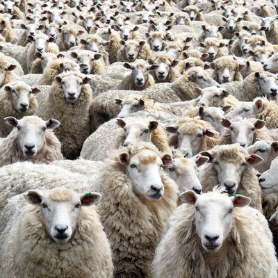 Türkiye hayvan varlığında Avrupa lideri