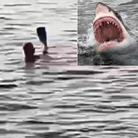 Mısır'da feci olay! Köpek balığı turisti parçaladı!