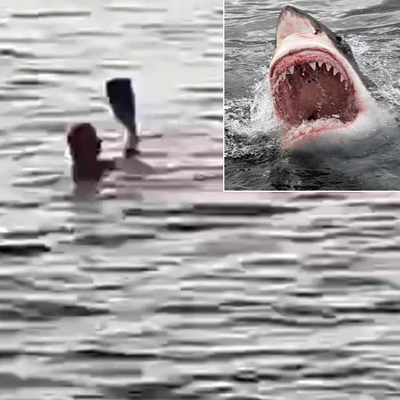 Mısır'da feci olay! Köpek balığı turisti parçaladı!