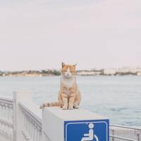 Kediler artık aşı ile kısırlaştırılabilir!