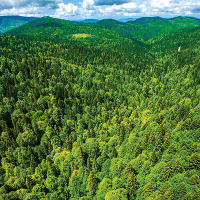 Türkiye'nin en yeşil kentleri