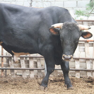 Adı: Toro! Ağırlık: 1.3 ton! Fiyatı dudak uçuklattı!