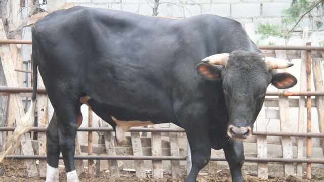 Adı: Toro! Ağırlık: 1.3 ton! Fiyatı dudak uçuklattı!