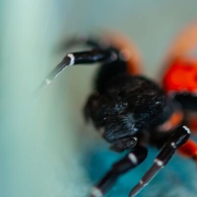 Uğur böceği örümceği zehirli mi? Uzmanından açıklama geldi...