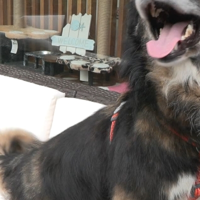 Sokağa atılan Karamel Fransa'dan sahiplenildi