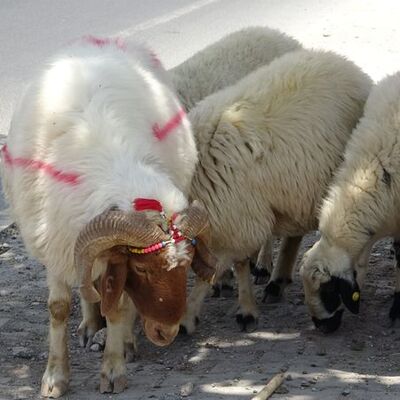 Kurbanlığın sağlıklı olduğu nasıl anlaşılır?