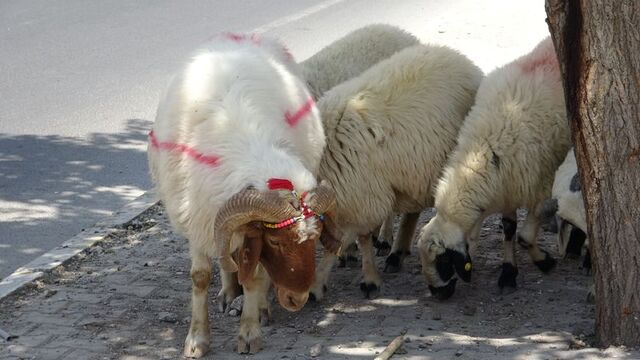 Kurbanlığın sağlıklı olduğu nasıl anlaşılır?