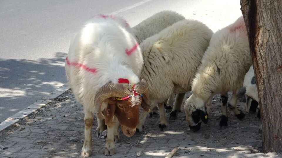 Kurbanlığın sağlıklı olduğu nasıl anlaşılır?