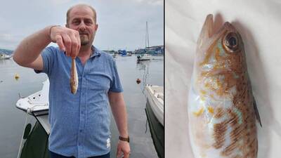 Dikkat zehirli! Balıkçıların ağına takıldı