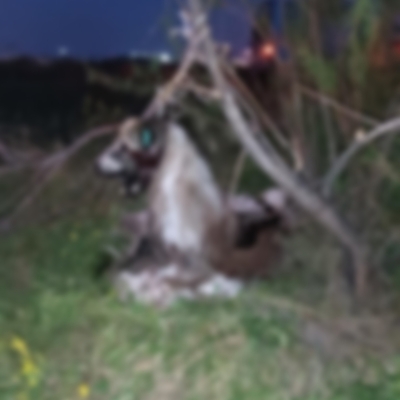 Vahşet! 17 köpek ağaca asılı halde bulundu!