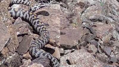 Endemik ve zehirli... Wagner engereği Ağrı'da görüntülendi